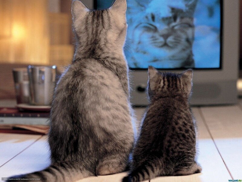 Two cats watching TV
