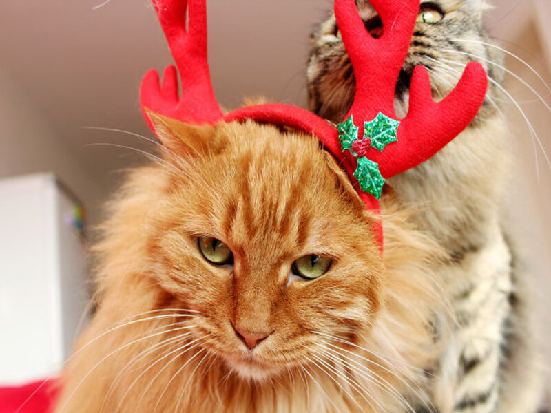 Two Cats Wearing Antlers
