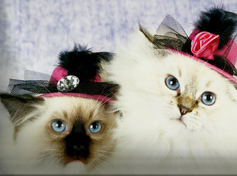 Two Cats Wearing Hats