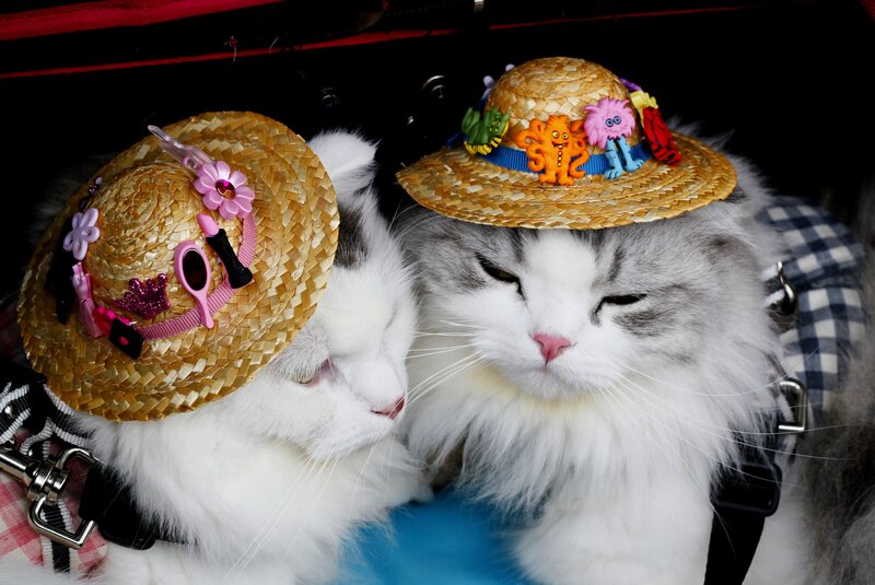 Two Cats Wearing Hats — White