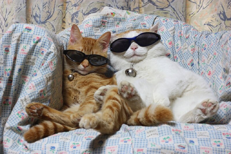 Two Cats Wearing Sunglasses