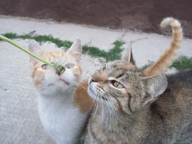 Two cats with a plant