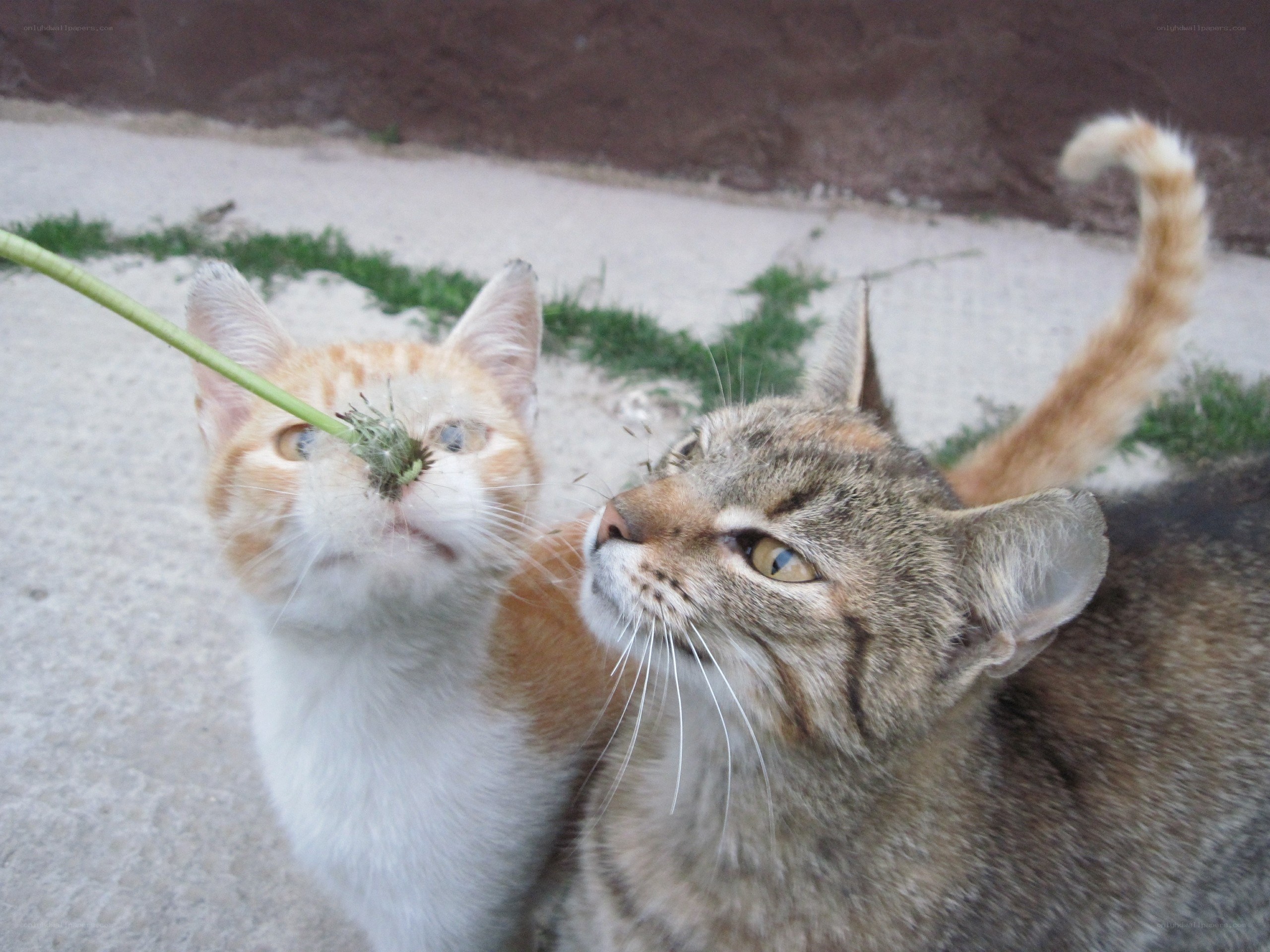 Two cats with a plant