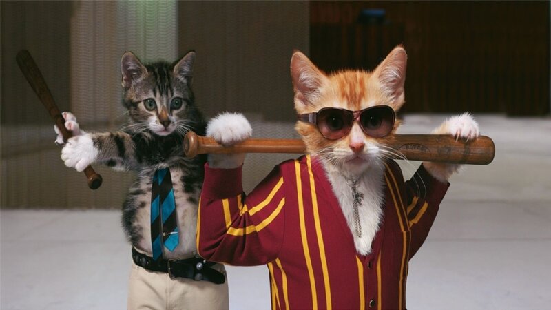 Two Cats with Bats — Red, Playful, Photograph