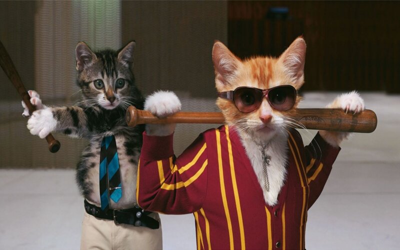 Two Cats with Bats — Red, Playful