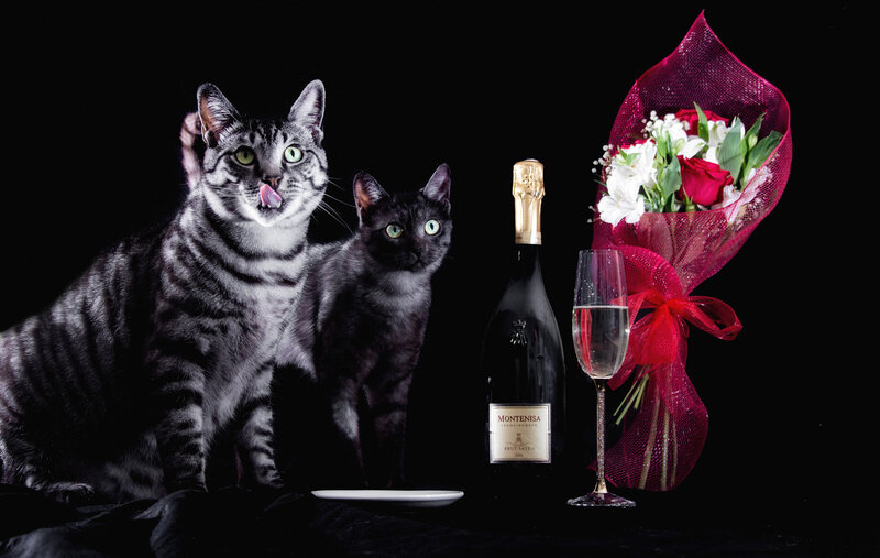 Two Cats with Champagne