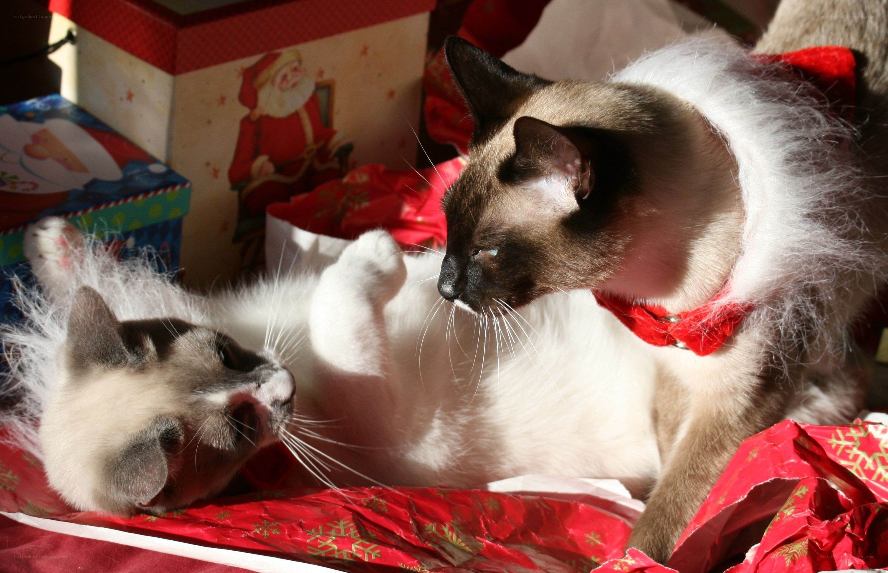 Two cats with Christmas wrapping
