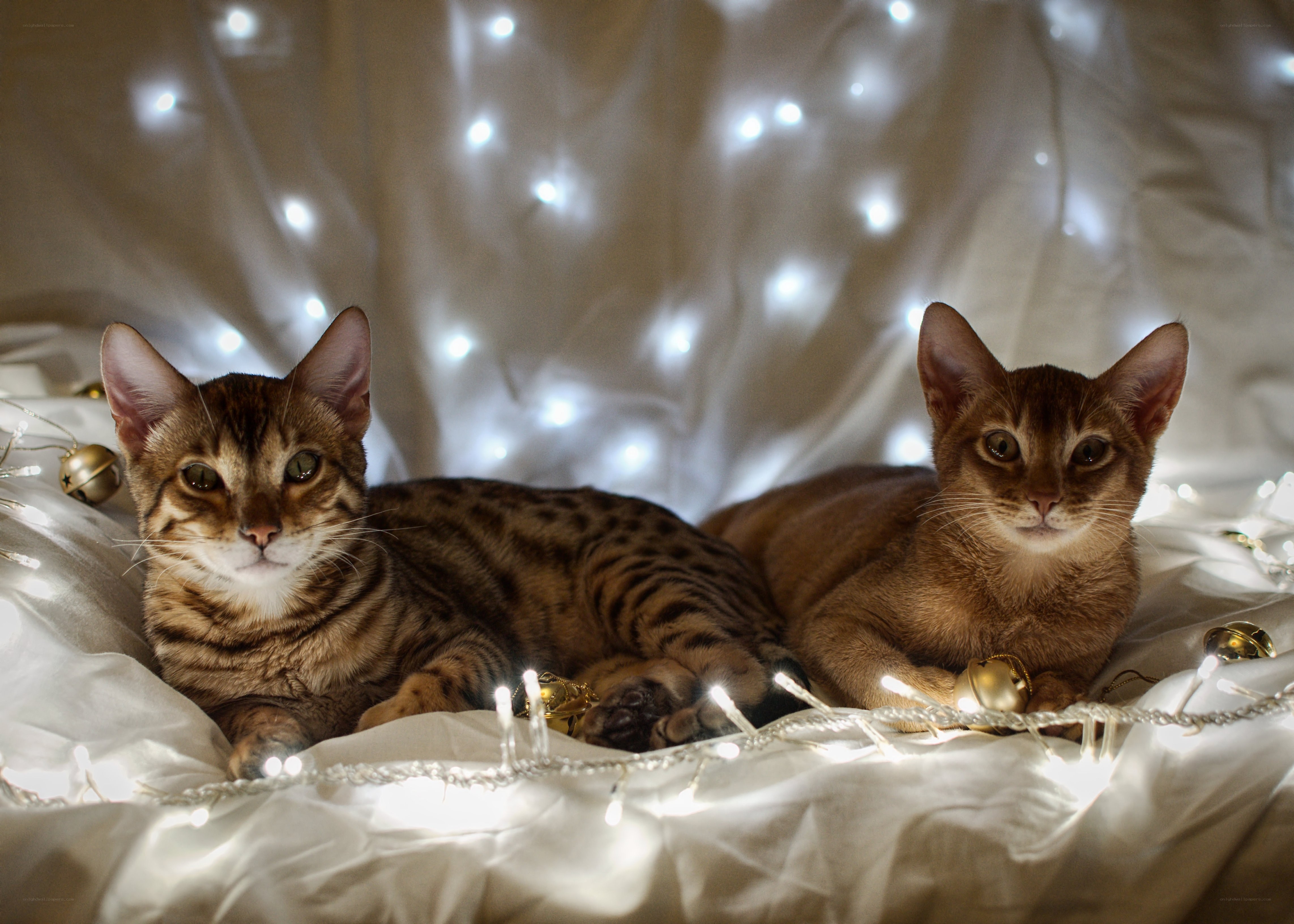 Two cats with fairy lights