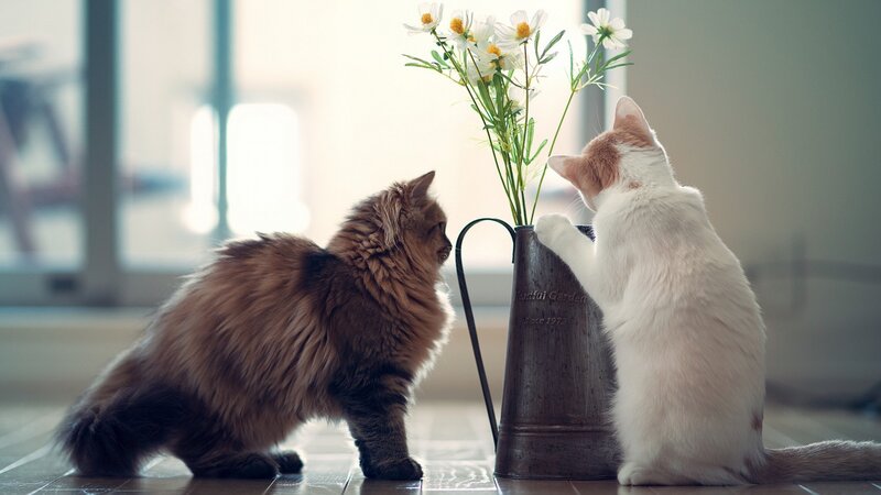 Two cats with flowers