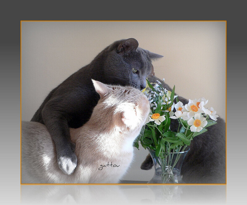 Two Cats with Flowers — Gray