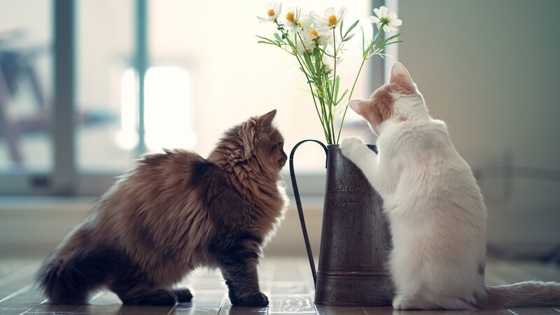Two Cats with Flowers — White, Calm
