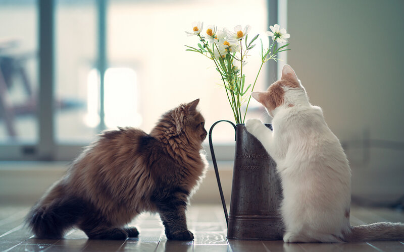 Two Cats with Flowers — White
