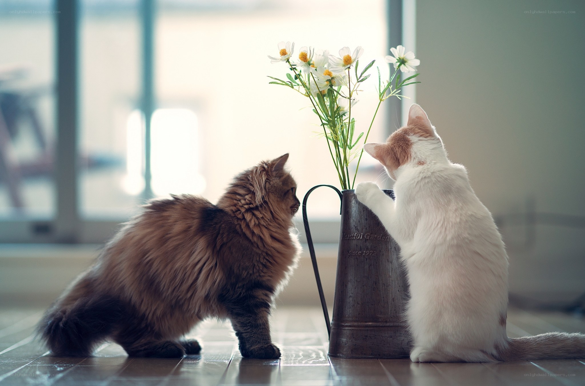 Two cats with flowers