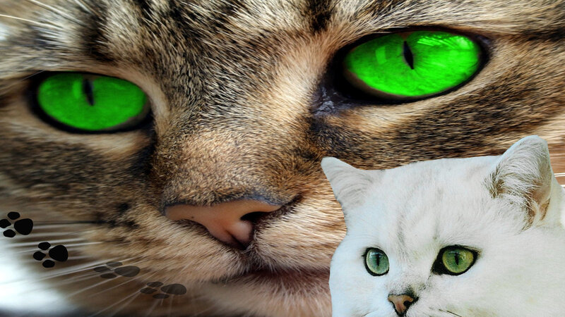 Two Cats with Green Eyes — Brown