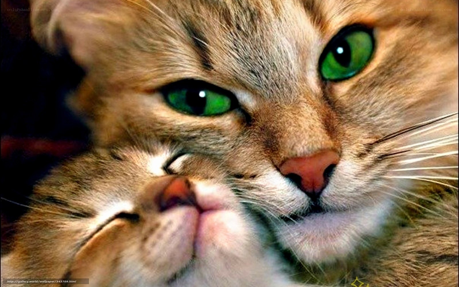 Two cats with green eyes