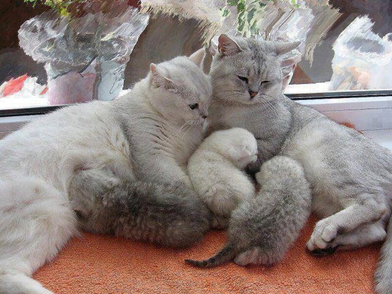 Two Cats with Kittens