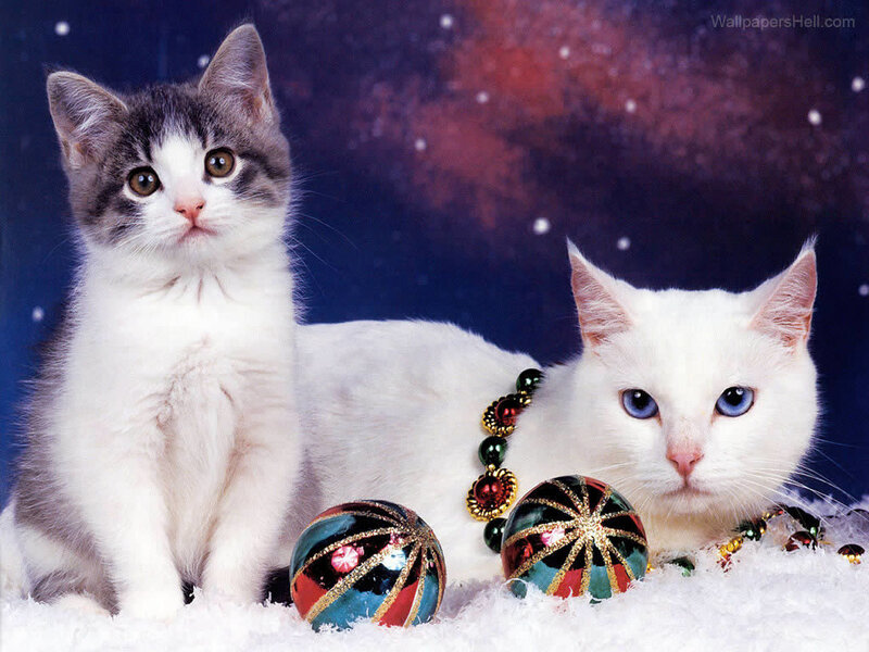 Two Cats with Ornaments