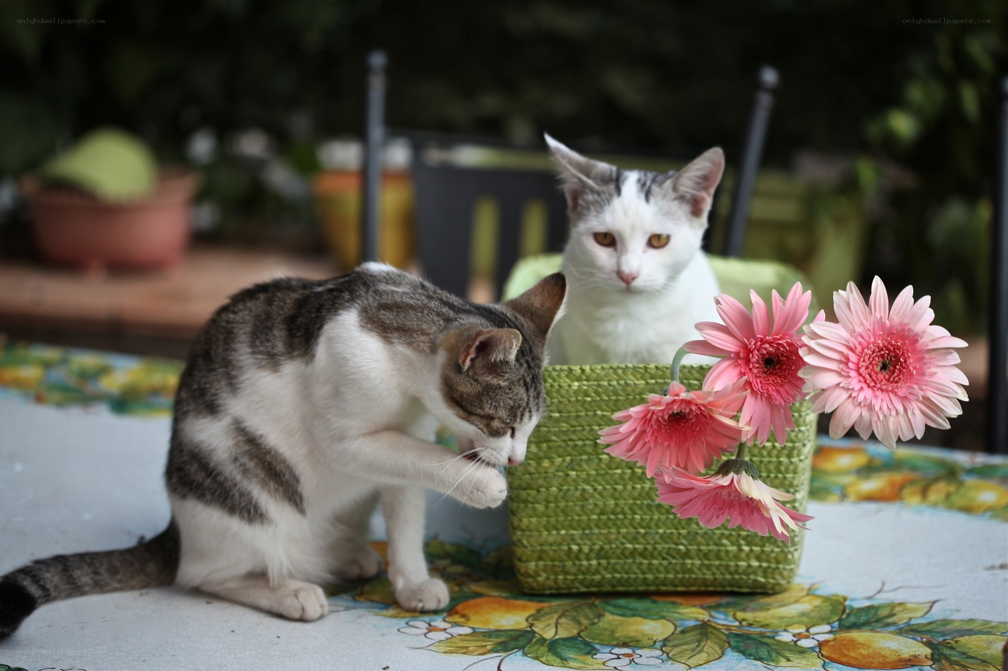 Two cats with pink flowers