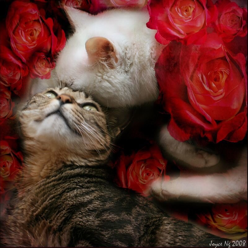Two Cats with Roses