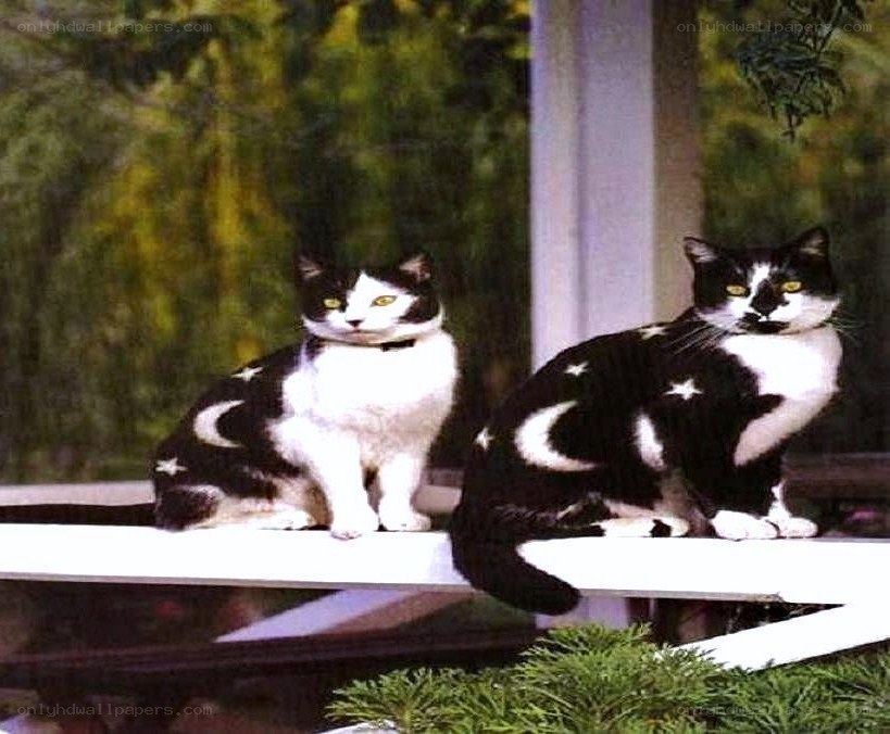 Two cats with star patterns