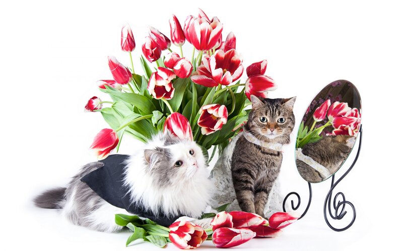 Two Cats with Tulips — Red