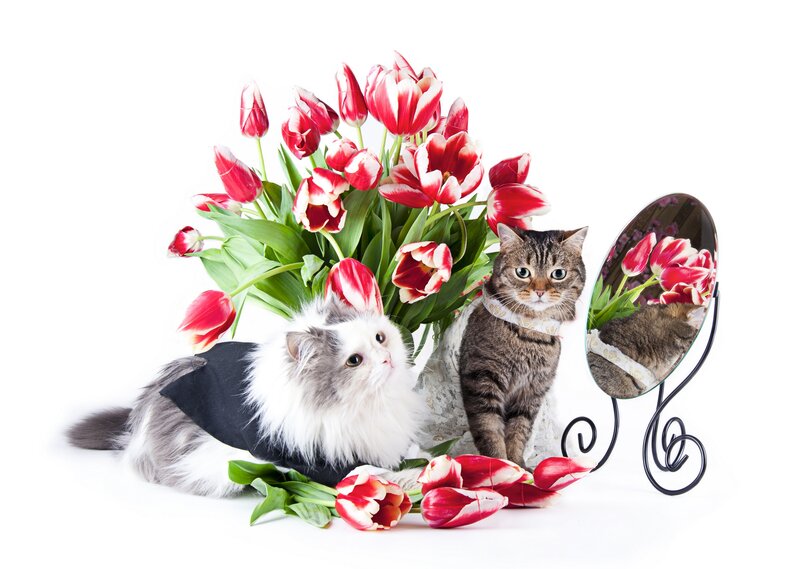 Two Cats with Tulips