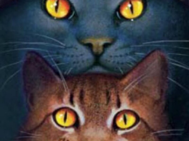 Two Cats with Yellow Eyes