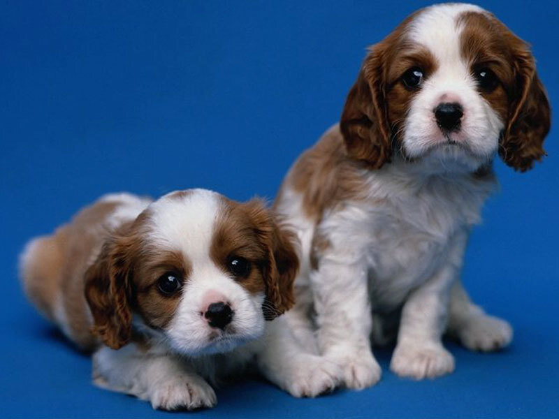 Two Cavalier King Charles Spaniel Puppies — Blue