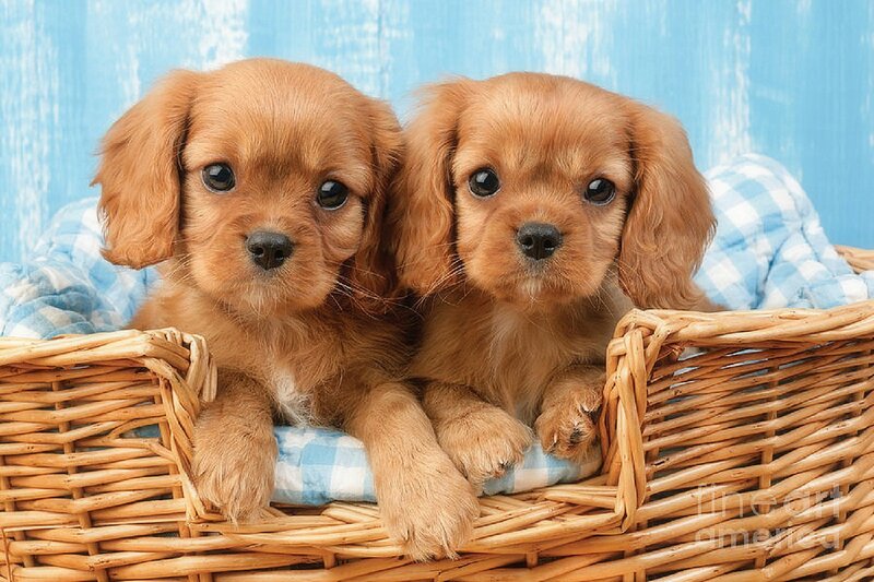 Two Cavalier King Charles Spaniel Puppies — Brown, Calm, Photograph, Basket