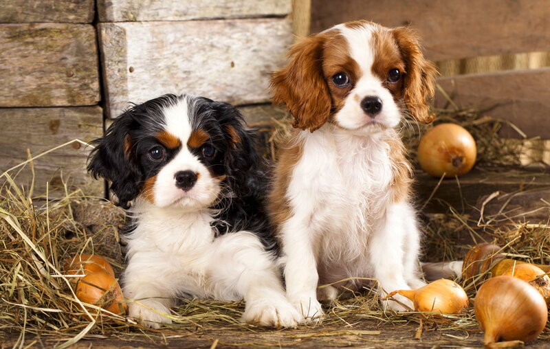Two Cavalier King Charles Spaniel Puppies — Brown, Calm, Photograph