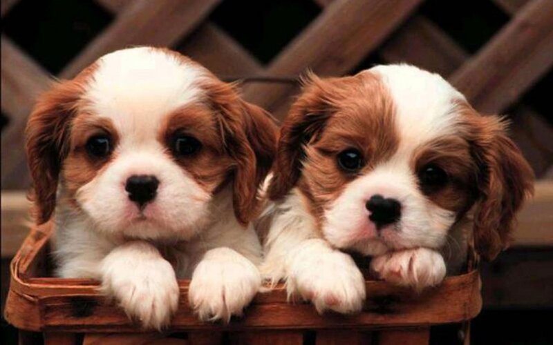 Two Cavalier King Charles Spaniel Puppies — Brown, Calm