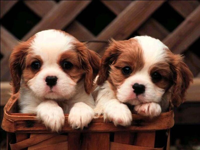 Two Cavalier King Charles Spaniel Puppies — Brown, Cute