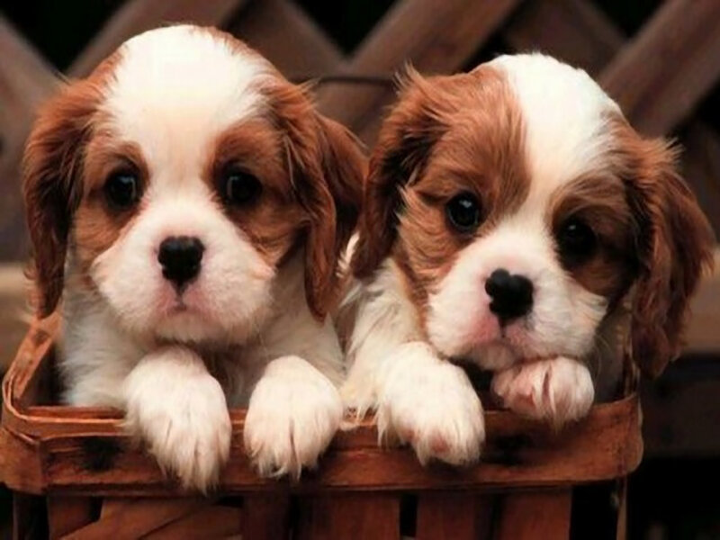 Two Cavalier King Charles Spaniel Puppies — Brown