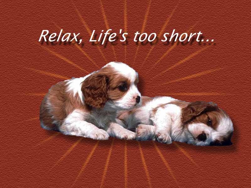 Two Cavalier King Charles Spaniel Puppies — Red