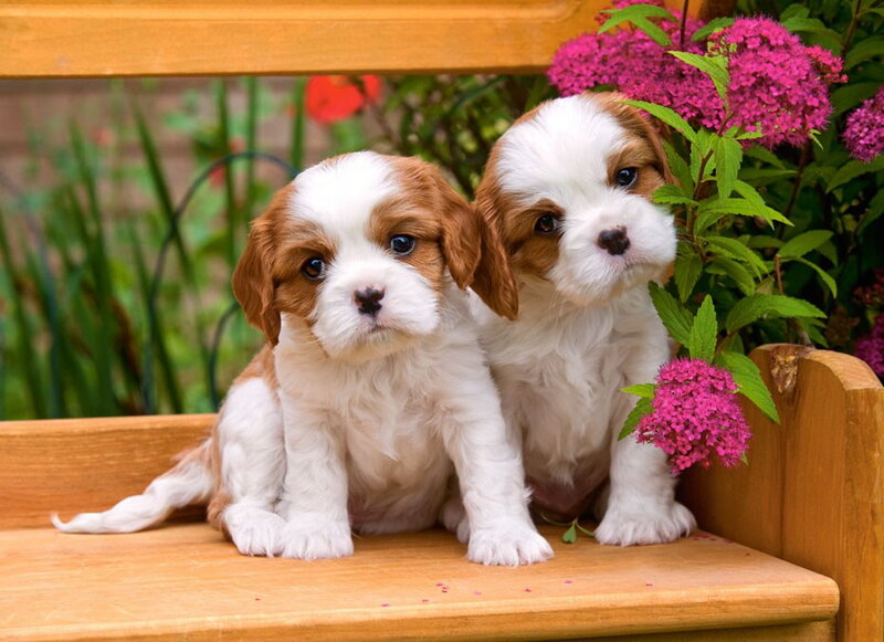 Two Cavalier King Charles Spaniel Puppies — White