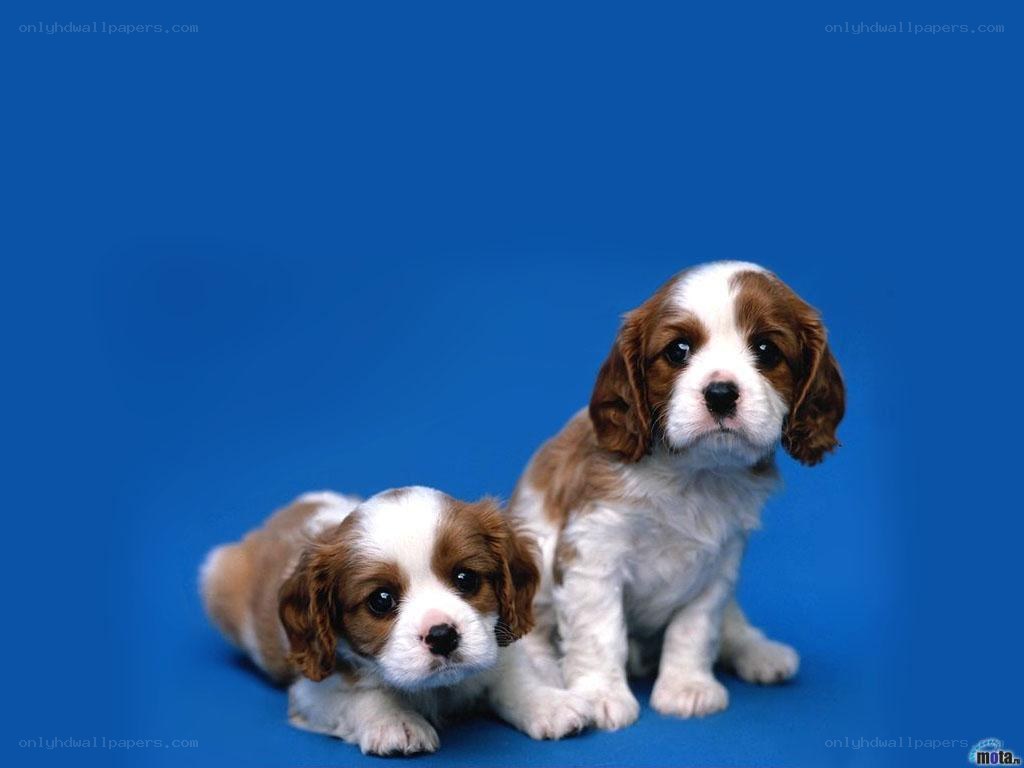Two Cavalier King Charles Spaniel puppies