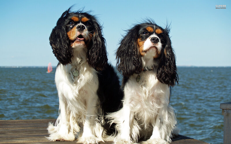 Two Cavalier King Charles Spaniels — Blue