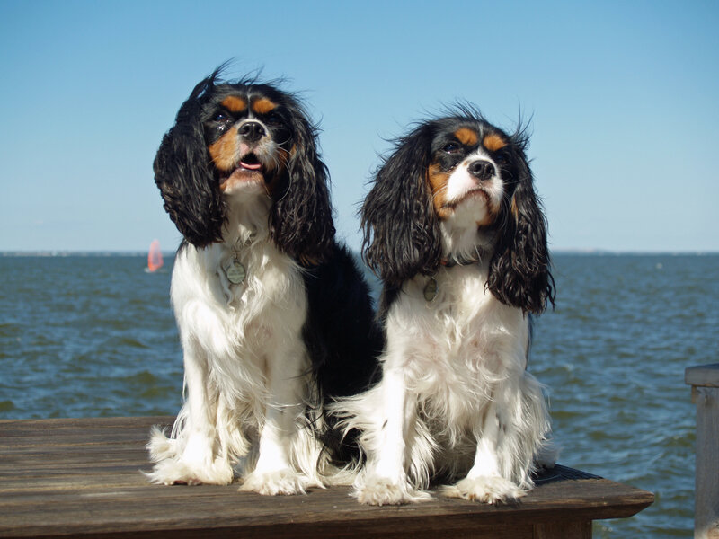 Two Cavalier King Charles Spaniels on a dock