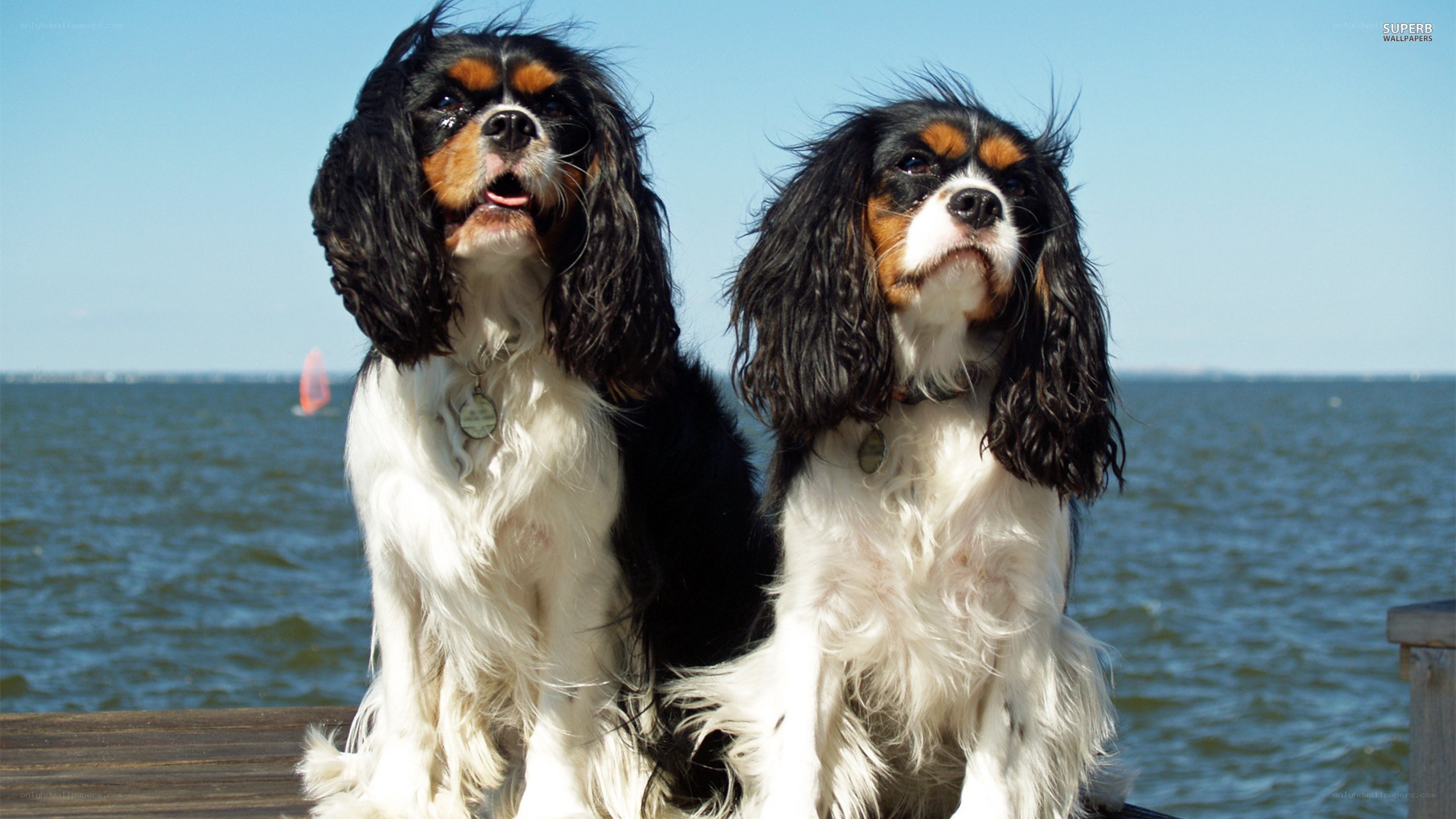 Two Cavalier King Charles Spaniels on a dock