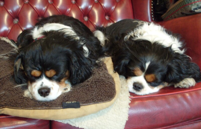 Two Cavalier King Charles Spaniels — Red