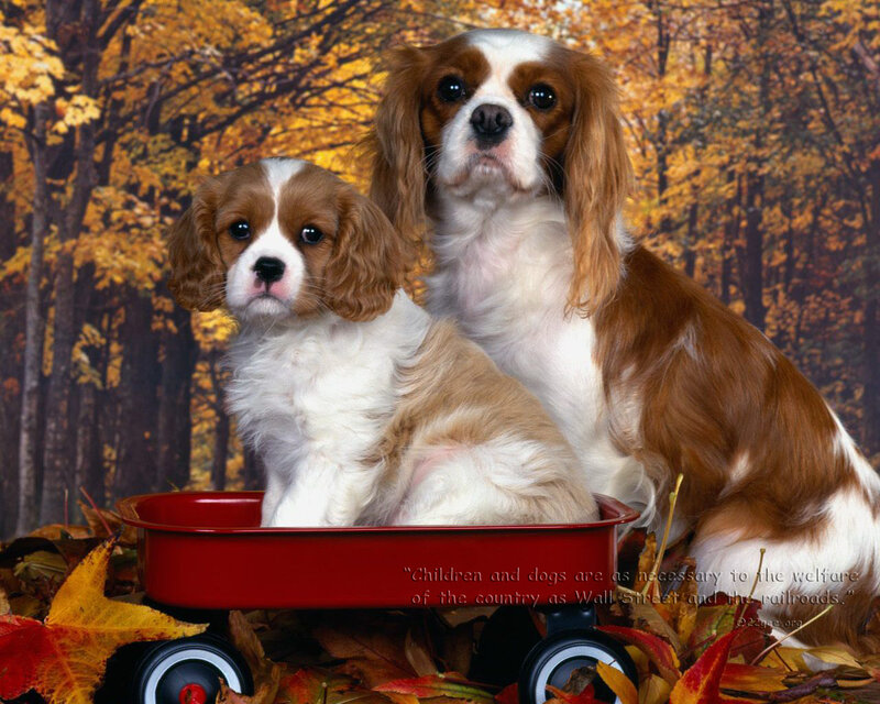 Two Cavalier King Charles Spaniels