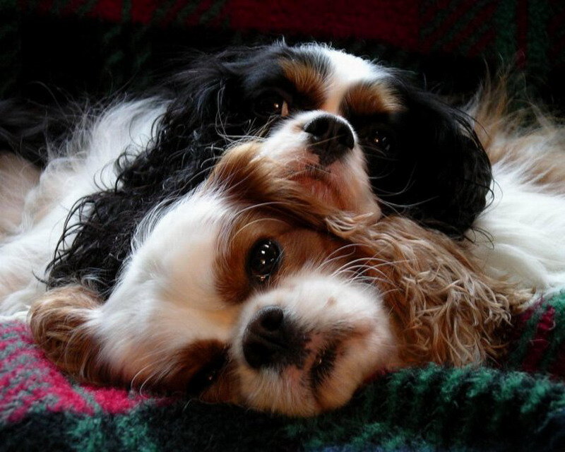 Two Cavalier King Charles Spaniels — White