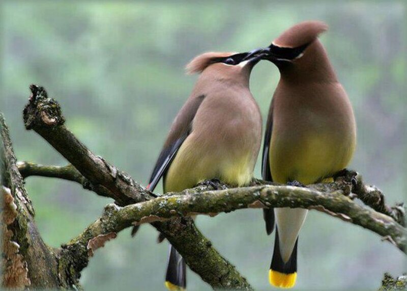 Two Cedar Waxwings — Brown, Calm