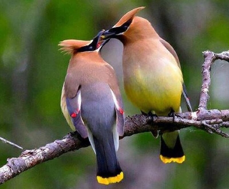 Two Cedar Waxwings — Brown