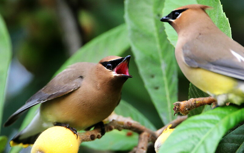 Two Cedar Waxwings — Green, Natural