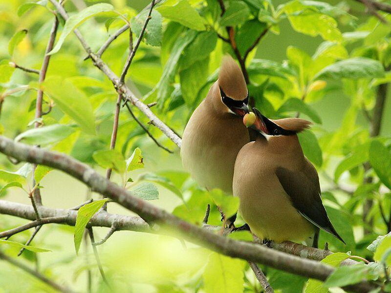 Two Cedar Waxwings — Green