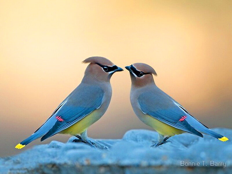 Two Cedar Waxwings