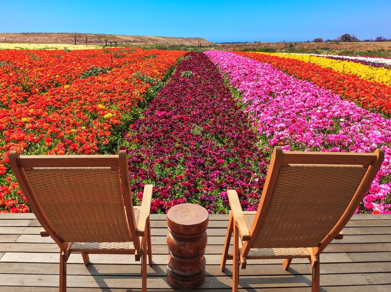 Two Chairs in Flower Field