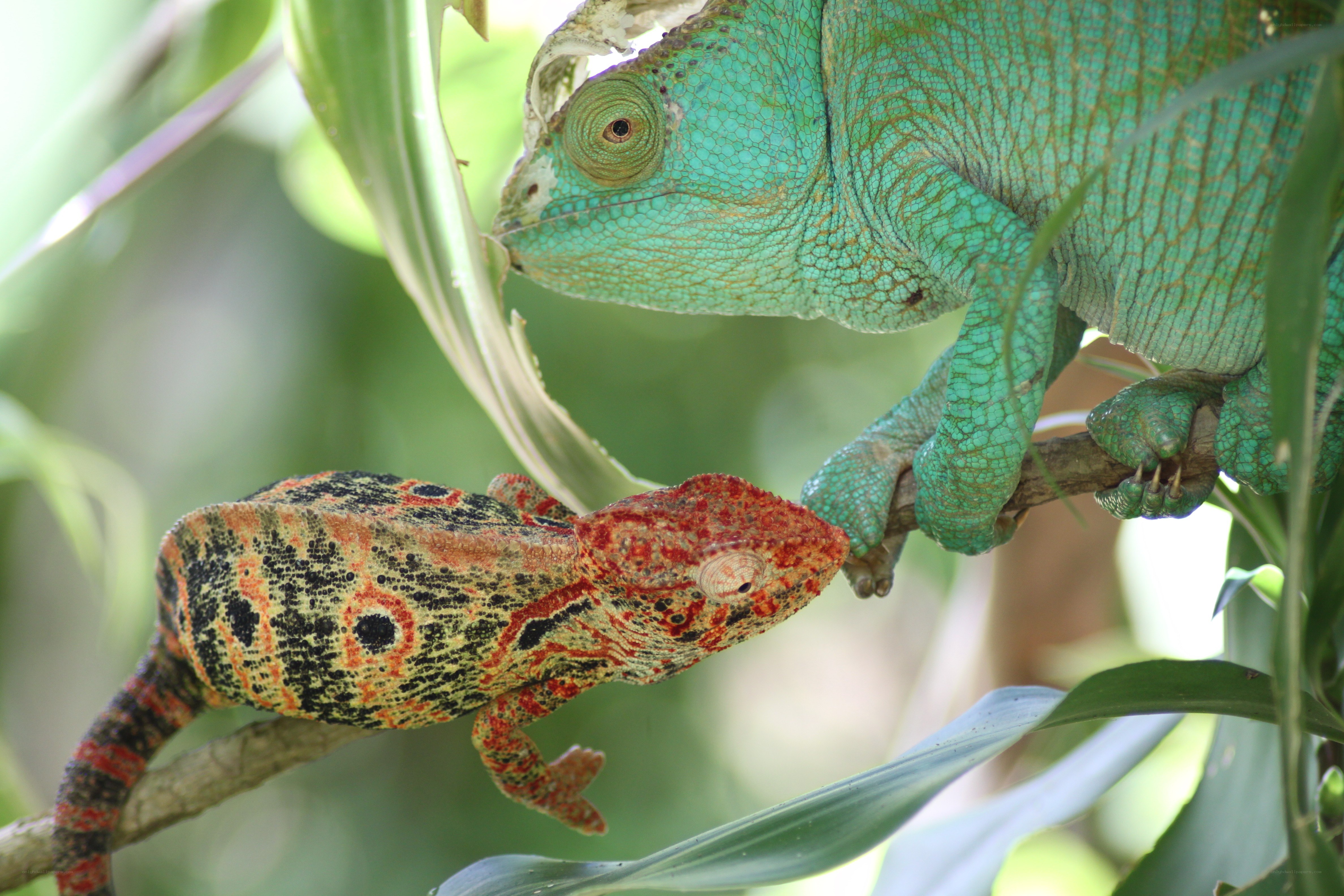 Two chameleons on a branch