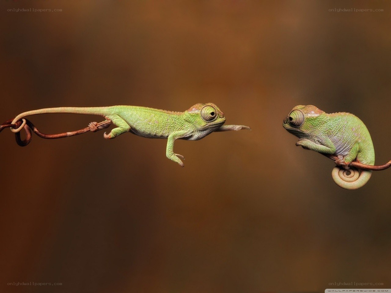 Two chameleons on a branch